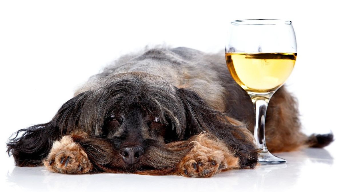 Pes závislý na alkoholu podstoupil odvykací kúru